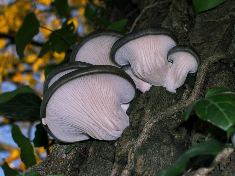 Pleurotus ostreatus.